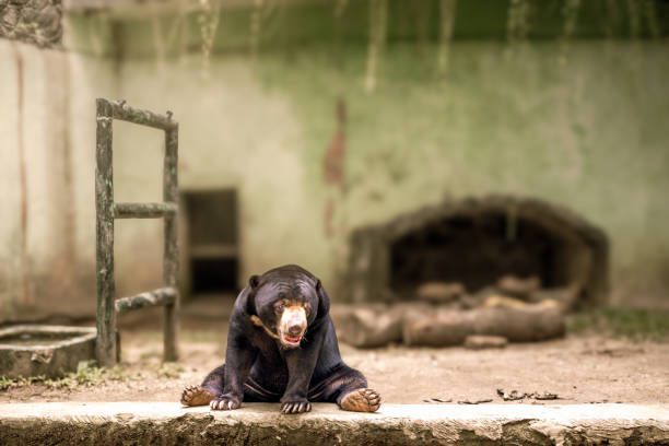 Wild sun bear in a tree looking at the camera in Malaysia's eastern portion of Borneo, Asia.