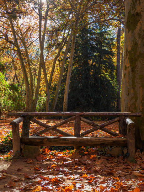 istock Beautiful bench in a forest with large trees 2171304088