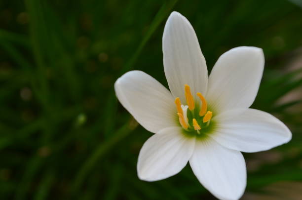 istock Zephyranthes candida, with common names that includes autumn Zephyr lily, white wildflower and Peruvian swamp lily, is a species of rain lily. Amaryllidaceae. White fairy lily 2171310187