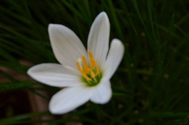 istock Zephyranthes candida, with common names that includes autumn Zephyr lily, white wildflower and Peruvian swamp lily, is a species of rain lily. Amaryllidaceae. White fairy lily 2171310230