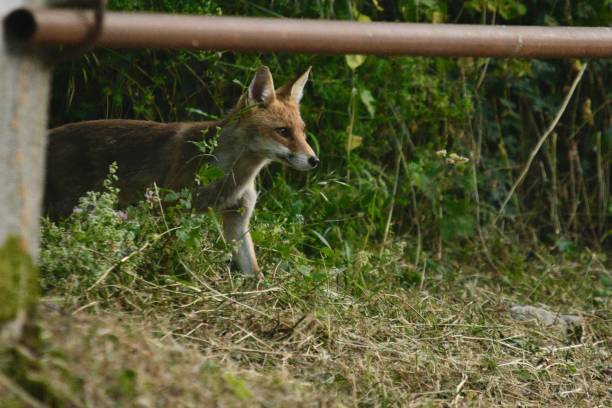Intriguing image of a fox exploring a backyard chicken coop in the Abruzzo National Park. The fox’s curious behavior contrasts with the peaceful rural setting, with ample copy space to add text. This photo highlights the delicate balance between wildlife and human activities, making it ideal for illustrating themes of predation, wildlife conservation, and the coexistence of animals and farming in protected natural areas.