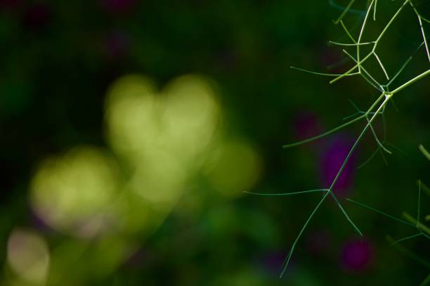 Abstract nature background, fennel leaf and green bokeh with copy space