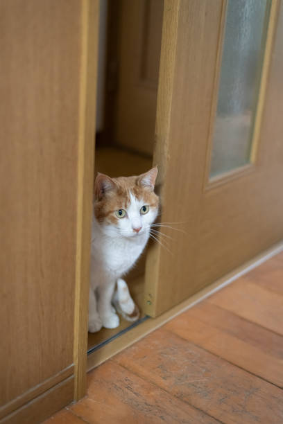 istock Cat looking through the gap in the door 2171312050