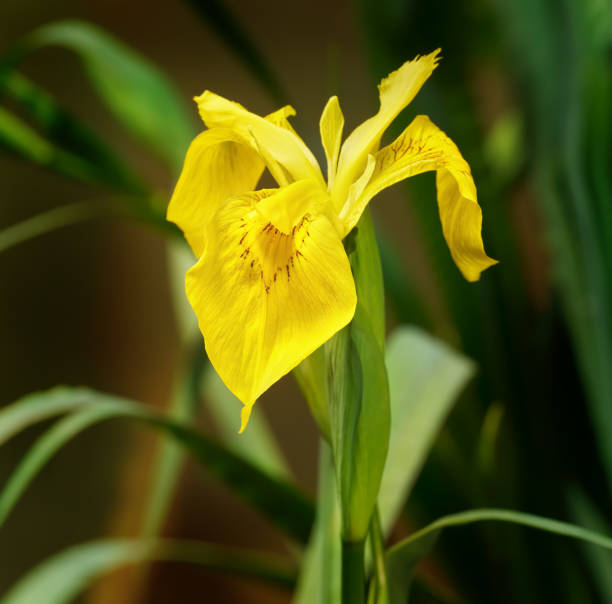 istock Yellow flag iris (Iris pseudacorus) single flower in close-up 2171312520