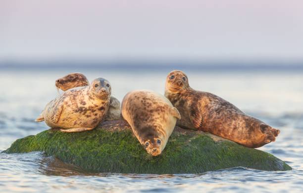 istock Seals resting on a moss-covered rock in the ocean. 2171312701