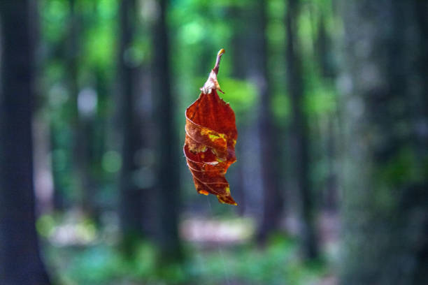 Macro  - Forest - Europe, Romania, Suceava region