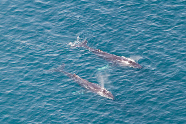 Whales whatching in Cape of good Hope