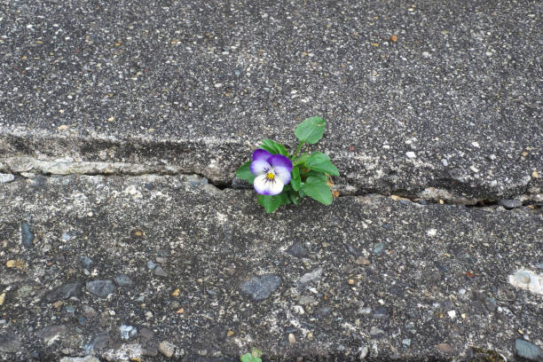 istock Beautiful viola flower on the roadside 2171314228