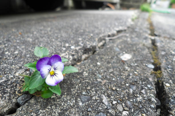 Beautiful viola flower on the roadside