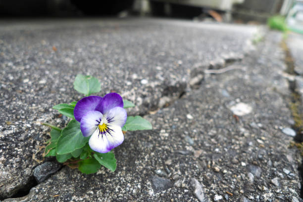 istock Beautiful viola flower on the roadside 2171314230