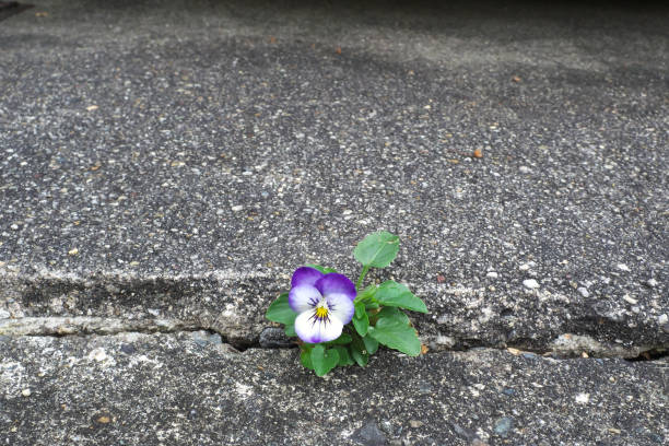 istock Beautiful viola flower on the roadside 2171314241