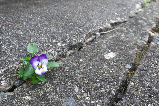 istock Beautiful viola flower on the roadside 2171314243