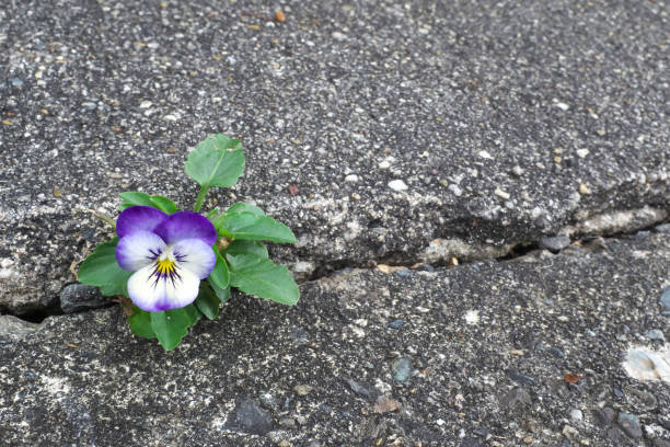 istock Beautiful viola flower on the roadside 2171314244