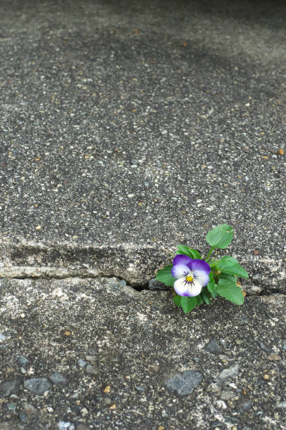 istock Beautiful viola flower on the roadside 2171314248