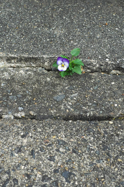 istock Beautiful viola flower on the roadside 2171314285