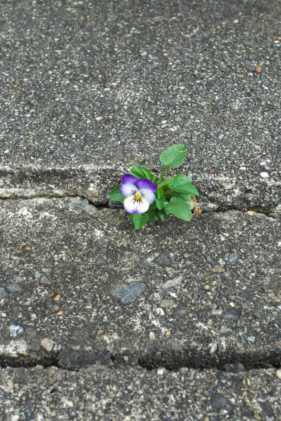 istock Beautiful viola flower on the roadside 2171314286