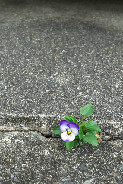istock Beautiful viola flower on the roadside 2171314289