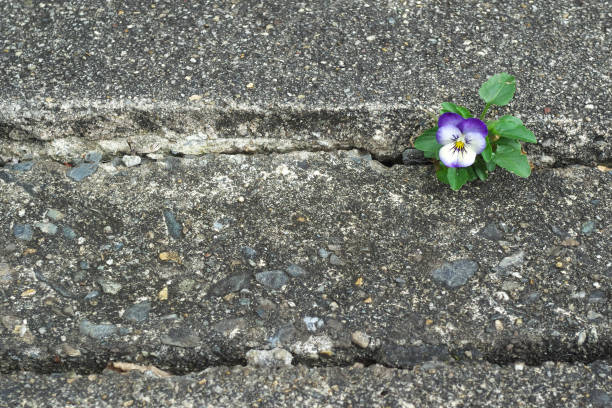 istock Beautiful viola flower on the roadside 2171314294