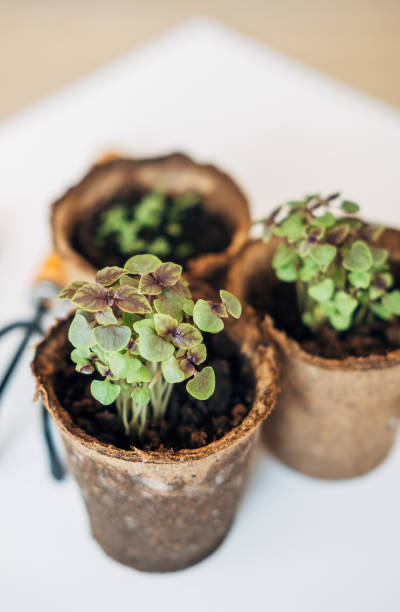 istock Garden concept: seeds, pots and little instruments like a shovel and rake on white background. Environmental conservation, eco concept 2171314634
