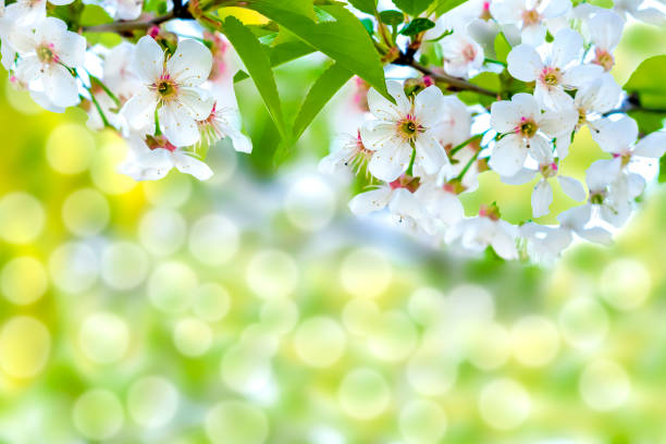 Blooming apricot,apple,pear,cherry green leaf tree at spring, pink white flowers plant blossom on branch macro in garden backyard in sunny day close up. nature beautiful blurred background landscape