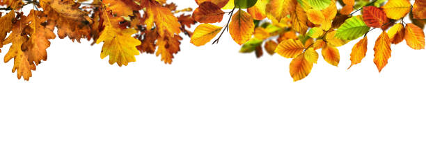 istock Different Autumn leaves make a border on white background 2171315304