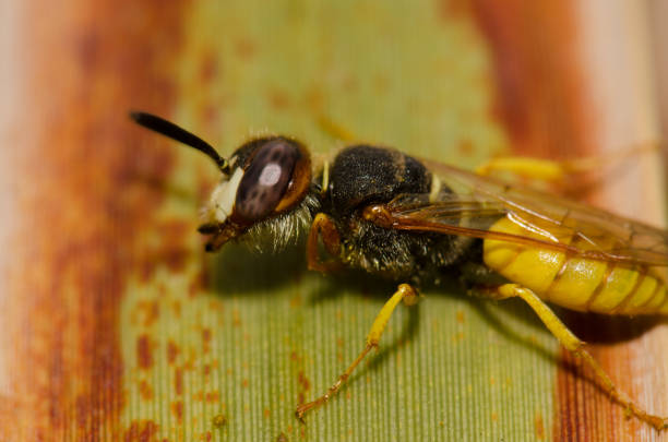 istock European beewolf Philanthus triangulum abdelcader. 2171317256