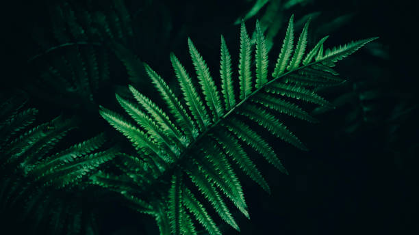 istock tropical fern leaf, dark nature background 2171317264