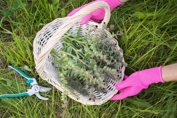 istock Woman collected a full basket of medicinal plant Nonea Pulla used as raw material for making anti-inflammatory and antibacterial medicines, top view 2171318972