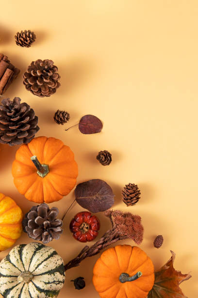 istock Thanksgiving Day or Autumn Gourds Holiday Background 2171323270
