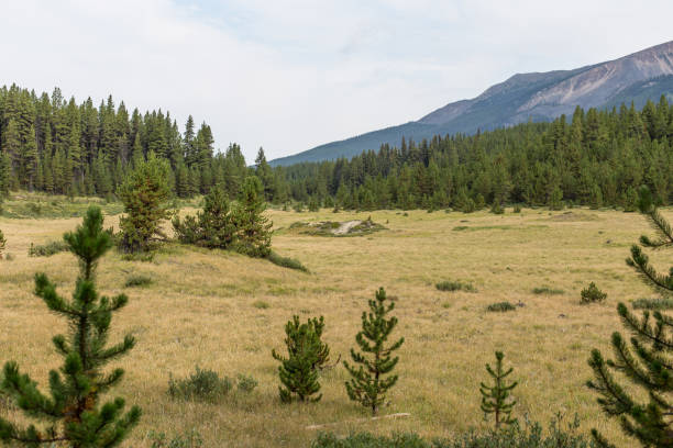 istock Mountain Meadow with Pine Trees and Forest 2171324003