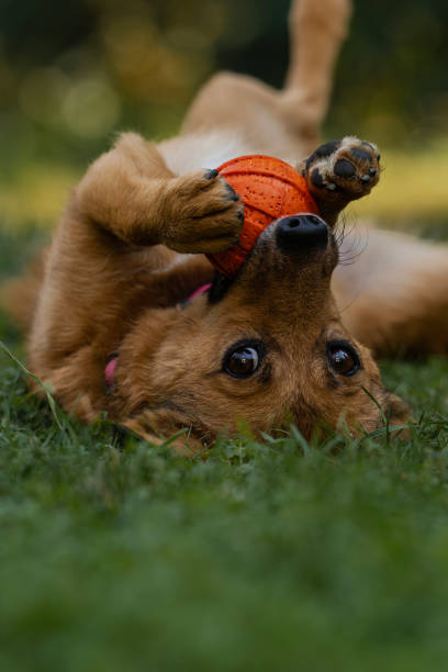 istock Happy and  her ball 2171327515
