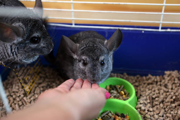 istock People care for and play with chinchillas. 2171327538