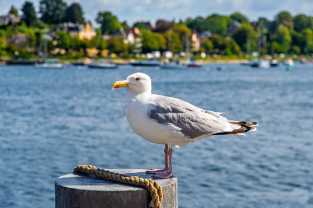 istock Seagull on the promenade by the sea 2171327962