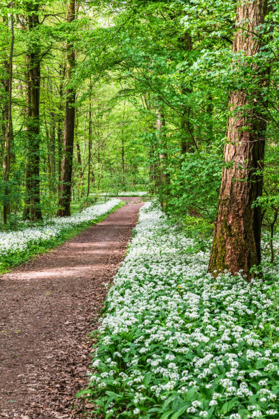 istock White, fragrant wild garlic flowers in the forest 2171328179