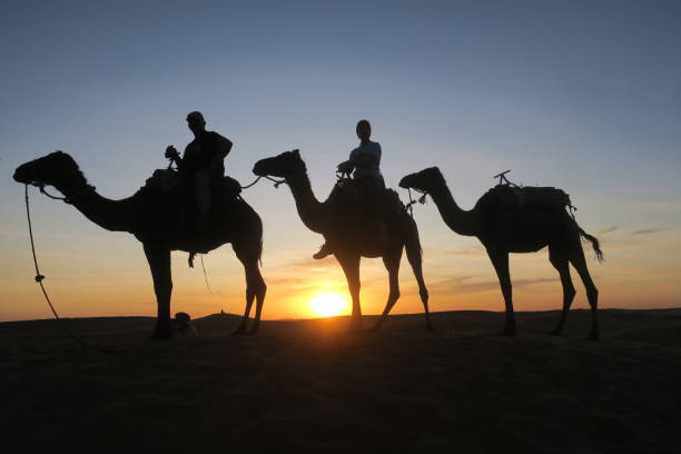 istock Dromedar with people in the sunset / Sahara 2171329159