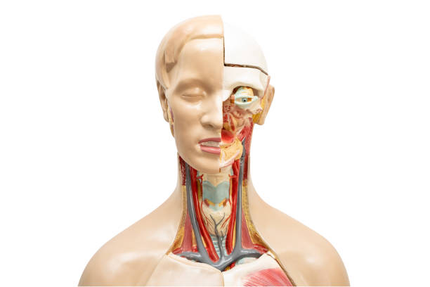istock Human model anatomy for medical training course, teaching medicine education. 2171329773