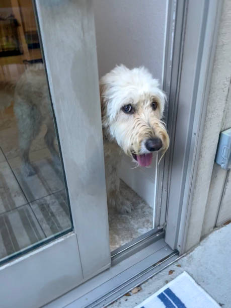 istock Doodle dog in doorway 2171330303