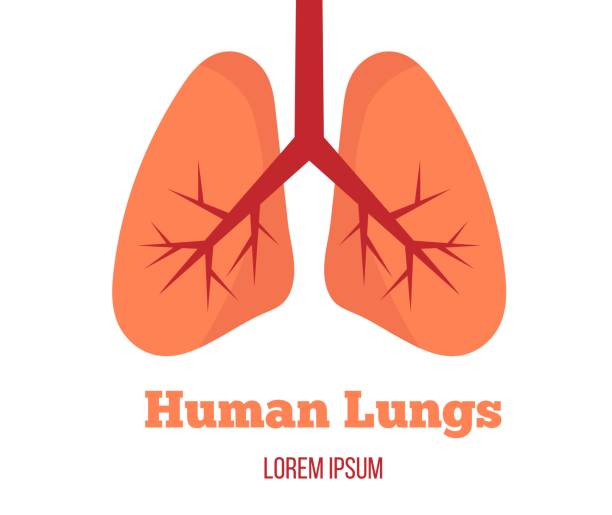 Human Lungs Isolated on White Health care and medicine concept vector clip art of a diagram of human lungs stock illustrations