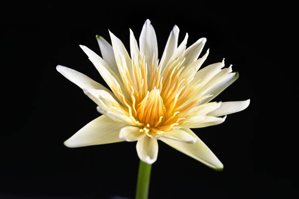 lotus flower