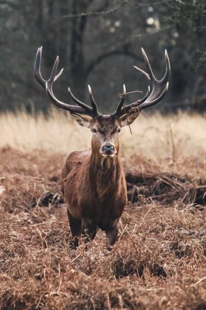 istock Majestic red deer stag with large antlers standing in a forest clearing 2171333006