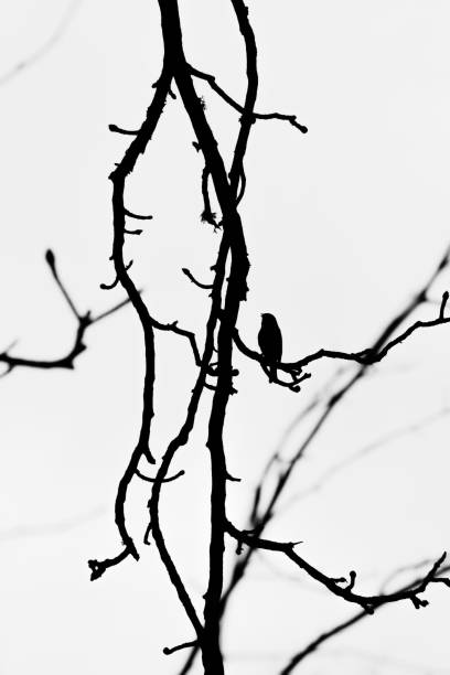 The silhouette of a robin perched on bare tree branches against a white sky