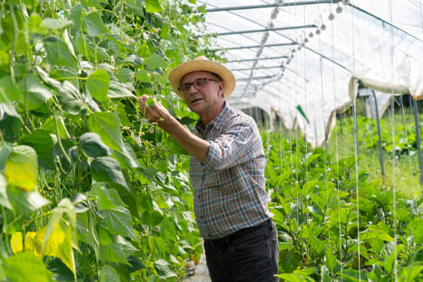 istock Farmer pruning green bean plants inside greenhouse 2171333262