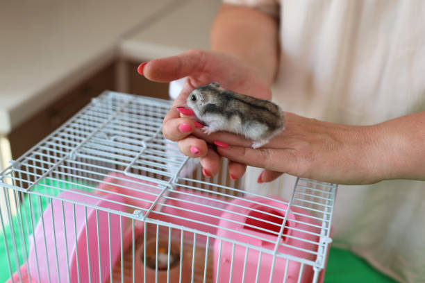 istock People look after and play with the hamster. 2171333523