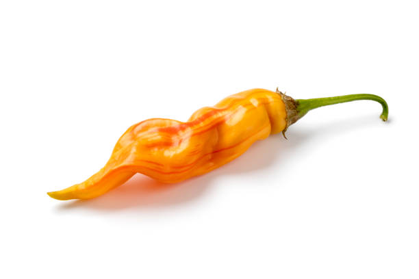 istock Single fresh raw Sugar Rush Stripey pepper close up on white background 2171333760