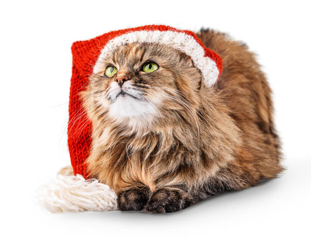 istock Cat with green eyes wearing Santa's hat isolated on white background 2171333822