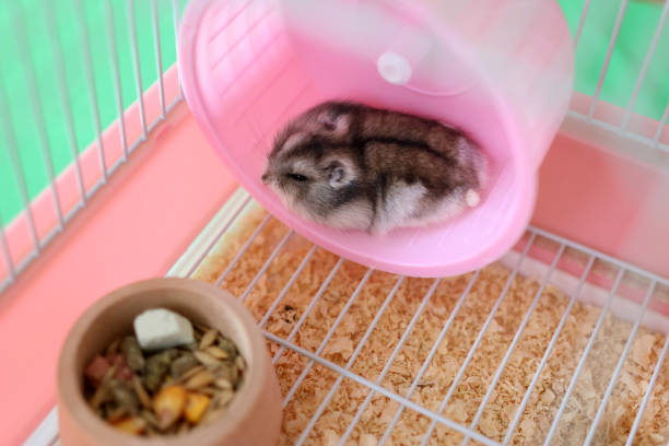 istock People look after and play with the hamster. 2171333948