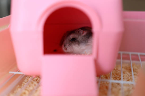 hamster mother with tiny babies escape from the cage