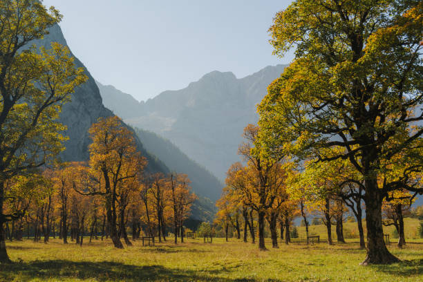 Scenic view of maple trees in the valley in Bavarian Alps in Karwendel mountains