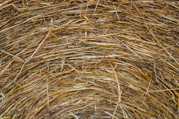 Close-up view of round hay bale
