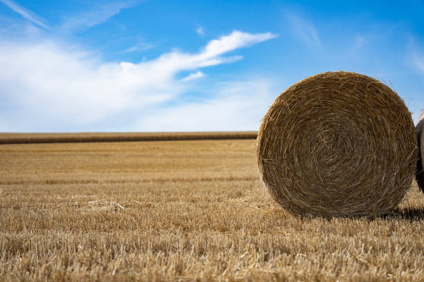 Wide view of large round bales of hay in a recently harvested agricultural field